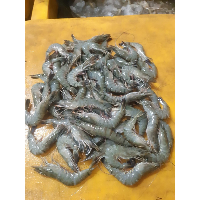 

Udang Windu k6