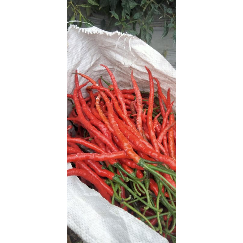 

cabe merah keriting termurah 500 gr
