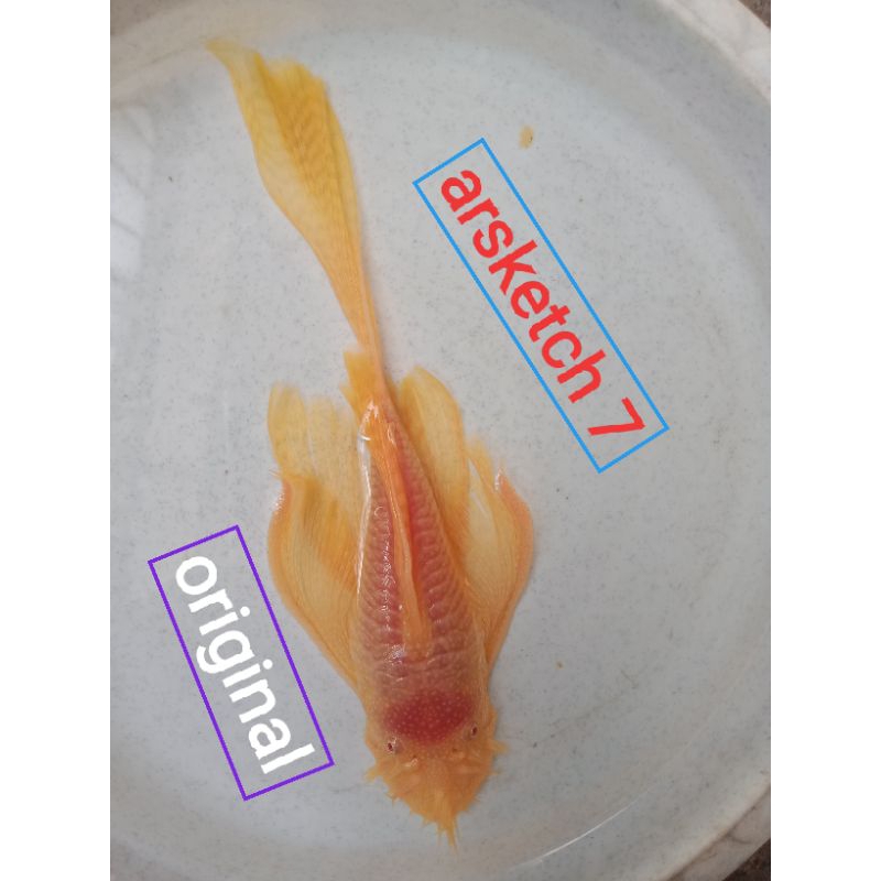 Ikan brushmouth albino slayer 15 cm