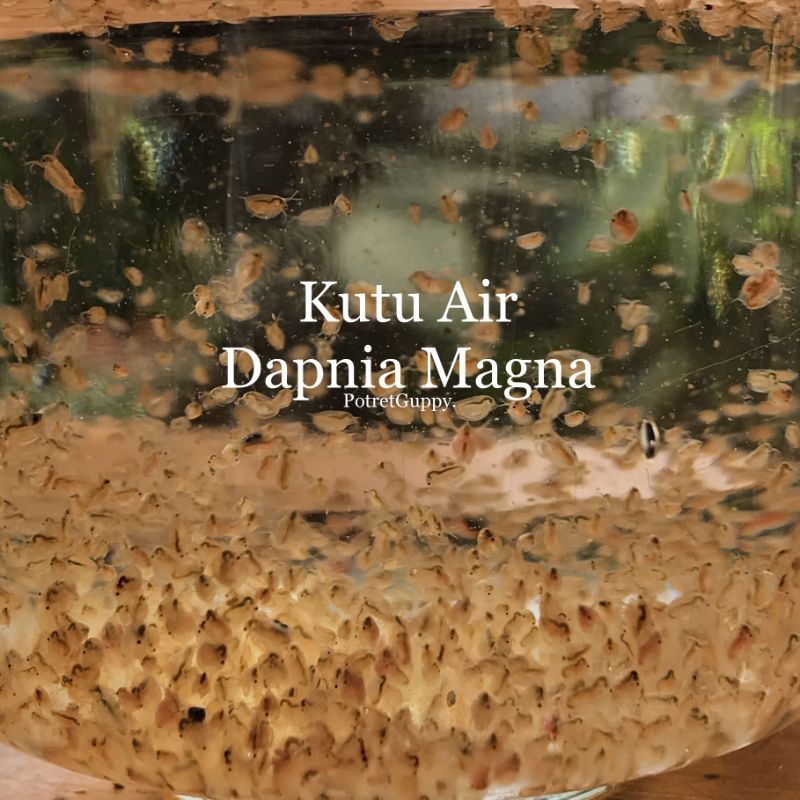Kutu air Daphnia Magna pakan ikan guppy/cupang
