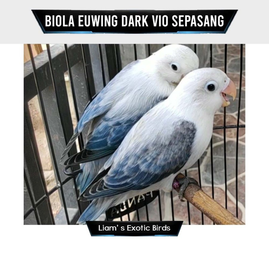 Burung Lovebird Sepasang Warna Biola Euwing Dark Vio