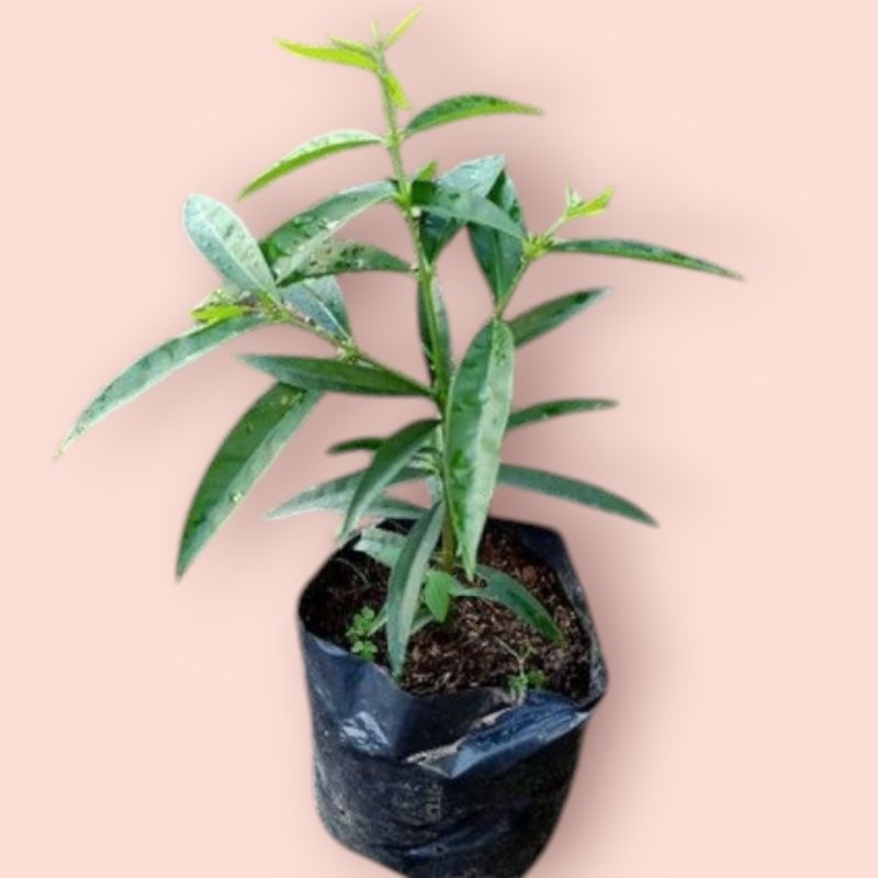 bibit tanaman mahkota dewa bibit mahkota dewa bibit buah mahkota dewa