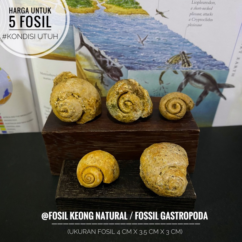 Fosil Keong Purba Natural A20 atau Fosil Gastropoda atau Fosil Kol Buntet atau Fosil Kerang atau Fos