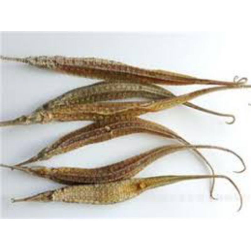 

Hai Long/海龙/Phyllopteryx taeniolatus