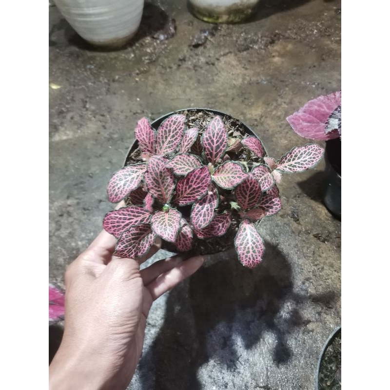 promo tanaman mutiara fitonia pink p15 beli 3 gratis 1