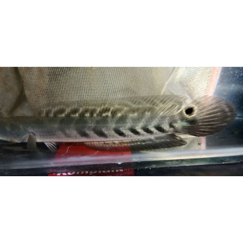 

Stiker maru Riau Jaminan Simet full garansi