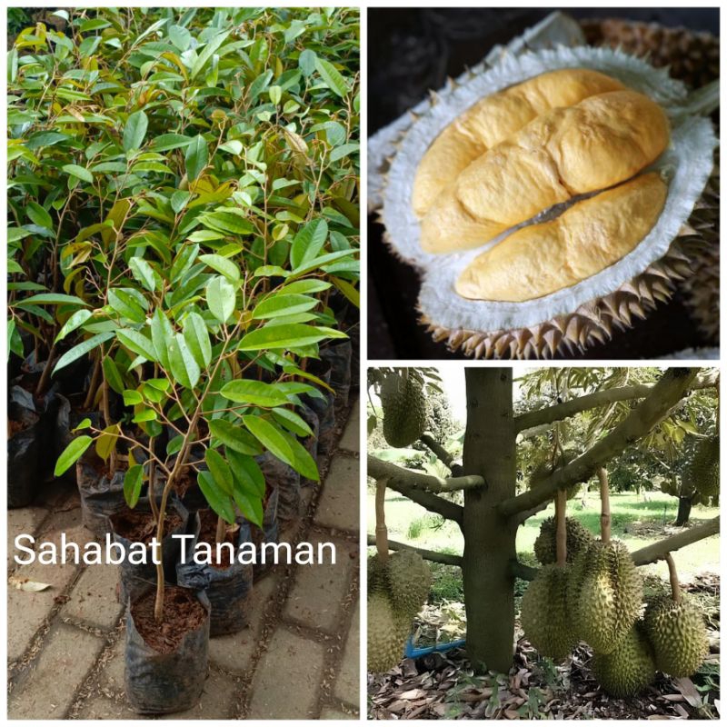 Bibit Durian Bawor Jumbo Besar Lokal Premium