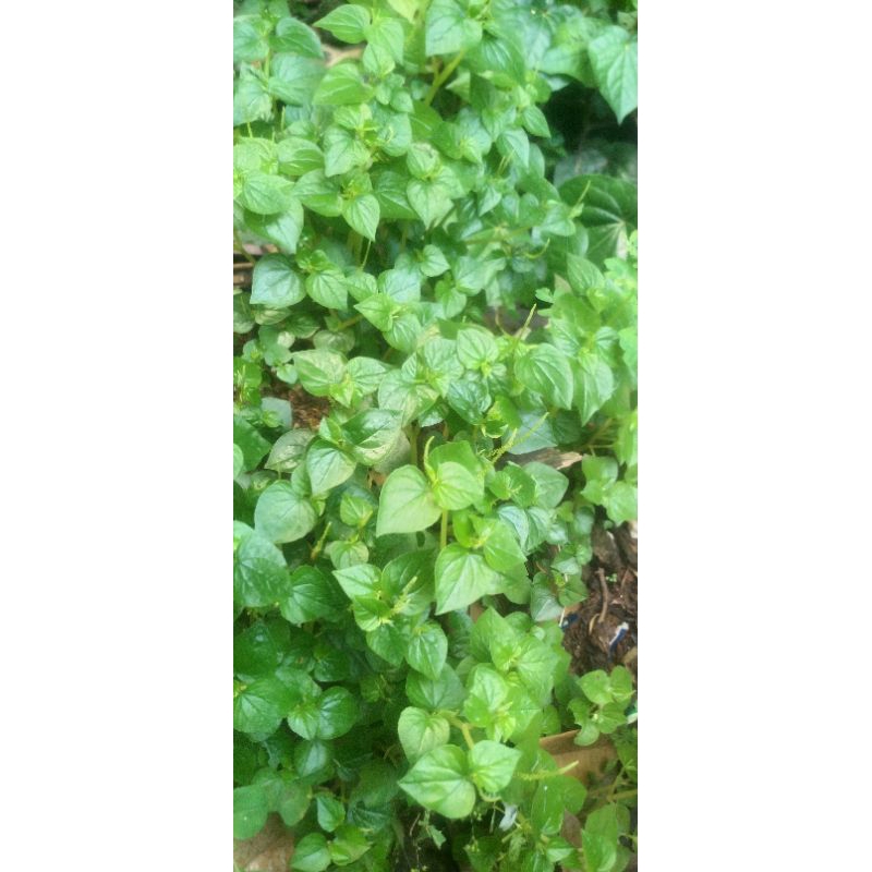 

DAUN SIRIH CHINA/KETUMPANG AIR PER 100 GRAM