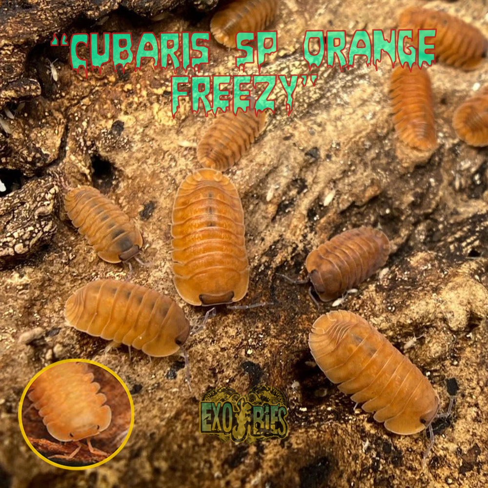 Isopoda Cubaris Sp Orange Freezy Isopod Pengurai Bioactive Paludarium dan Vivarium