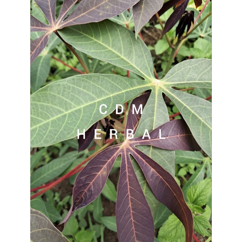 

daun dingkong racun atau krikil obat hebal alami