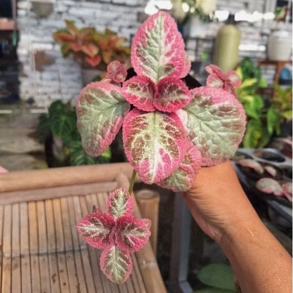 EPISCIA CLEOPATRA / EPISCIA IMPORT / EPISCIA MURAH