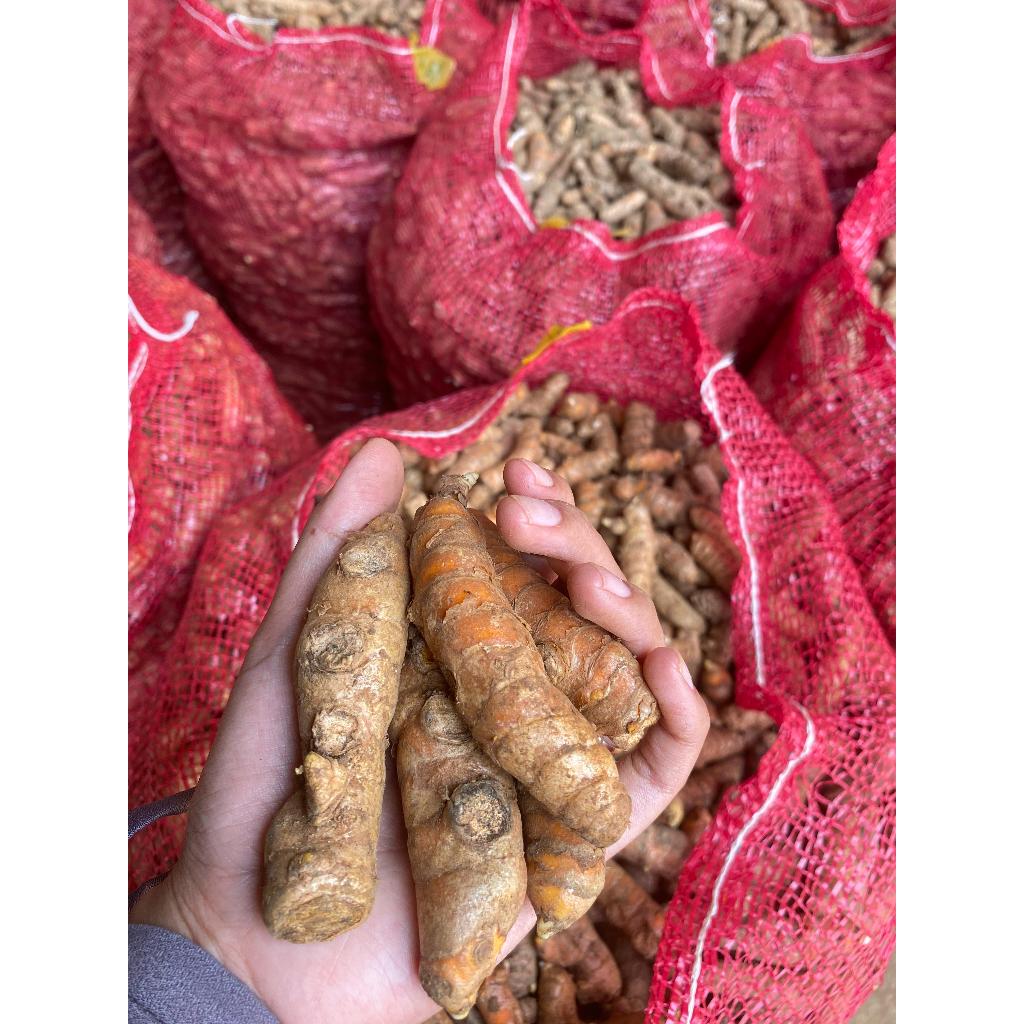 

Kunyit Segar Super Besar 1kg Kunir Super Fresh Berkualitas