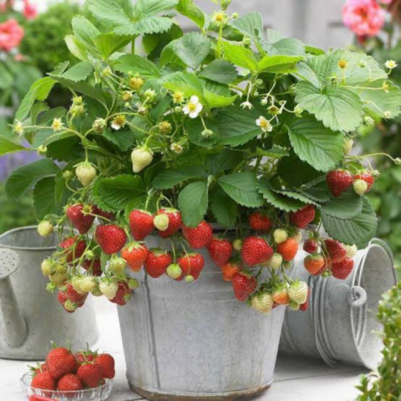 

Pohon strawberry sudah berbuah