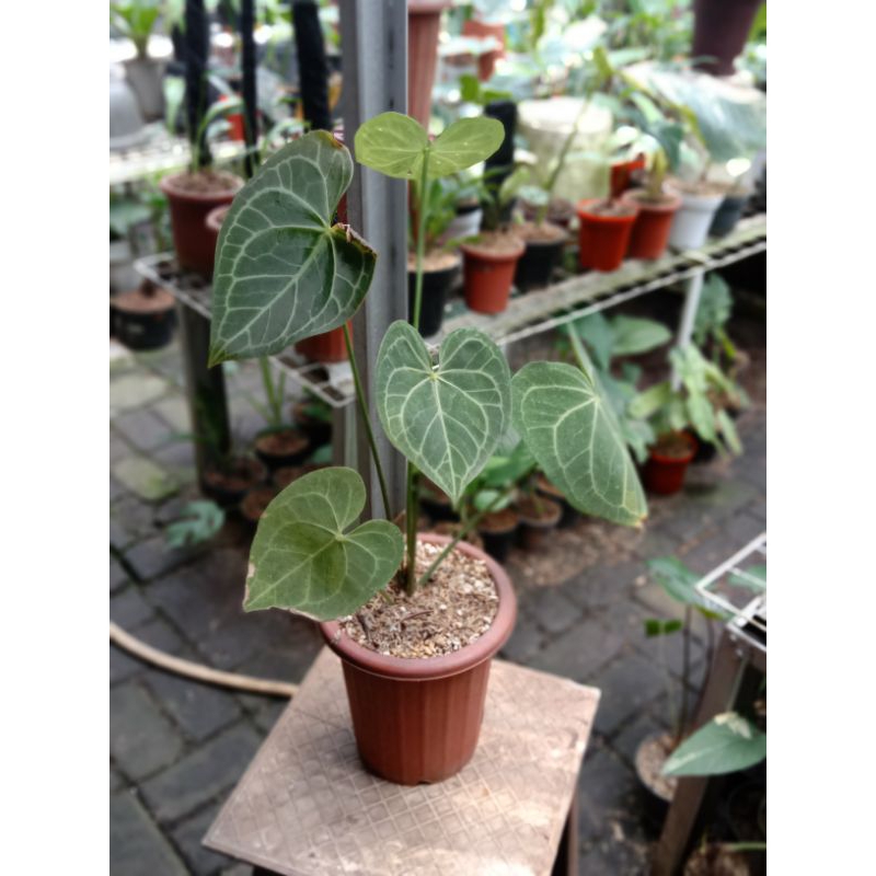 ANTHURIUM CLARINERVIUM DARK FORM