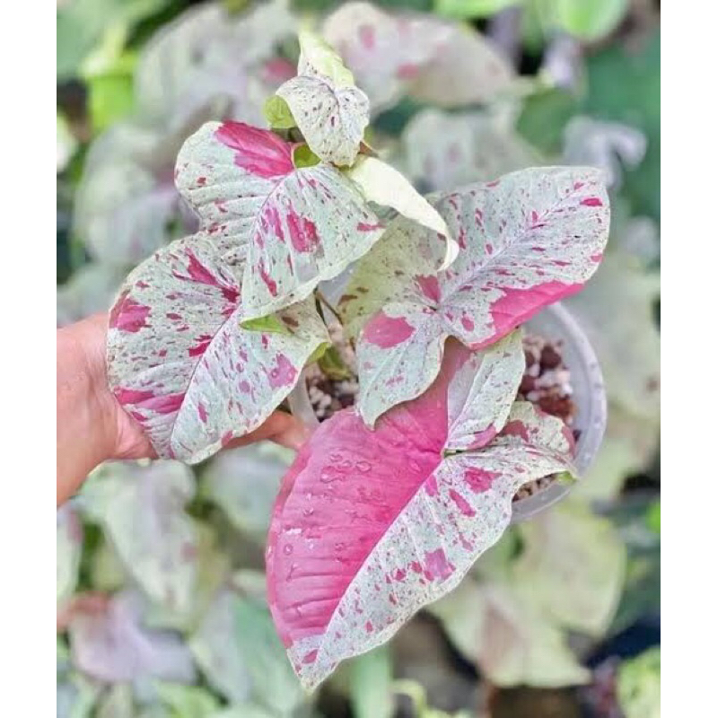 singonium milk confetti