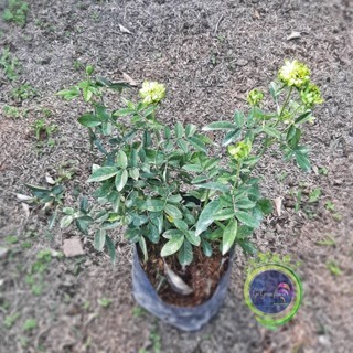 MAWAR  IMPORT ECLAIRE HIJAU Tanaman Hidup Bibit Bunga Mawar import Hidup-Mawar wangi-Mawar Rambat-Ma