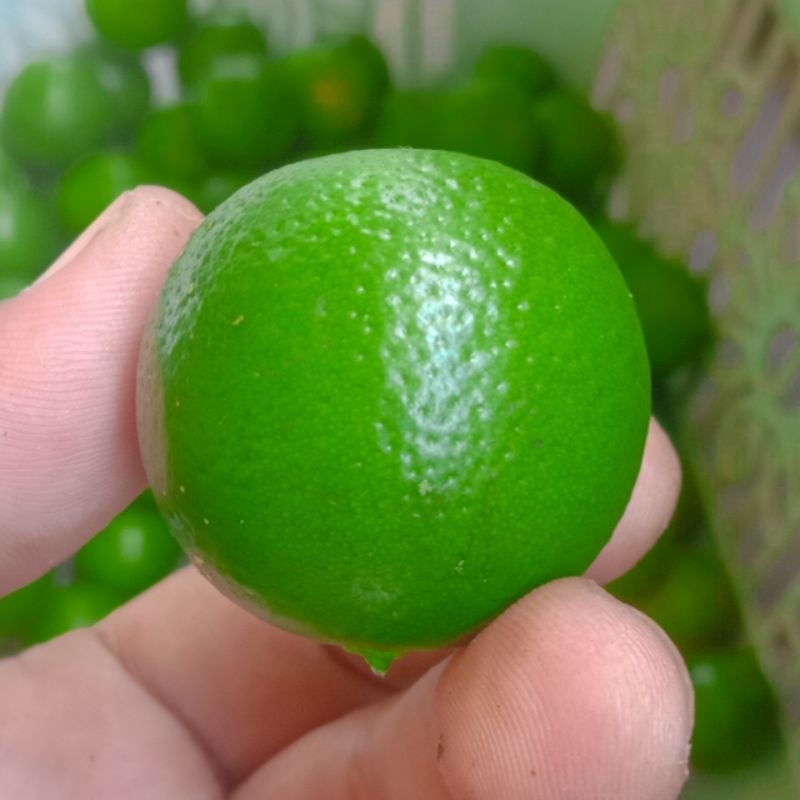 

jeruk Sunkist/jeruk kasturi/jeruk kunci
