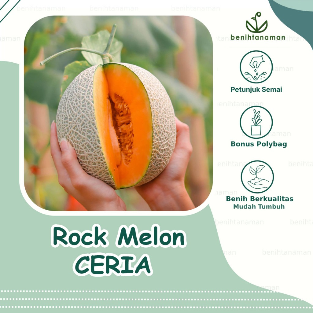 3 Biji - Benih Melon Orange Rock Melon New Ceria F1