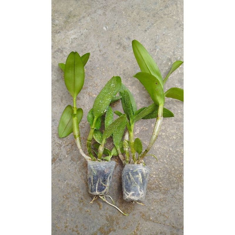 Remaja Dendrobium Bunga Keriting