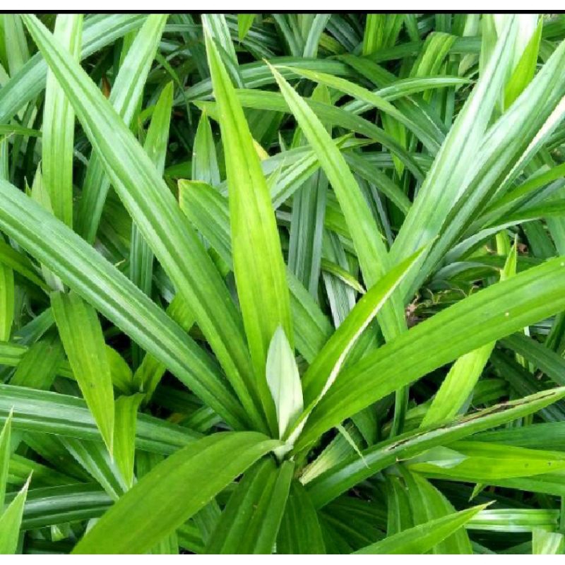 

TERLARIS DAUN PANDAN SEGAR(15 LEMBAR)