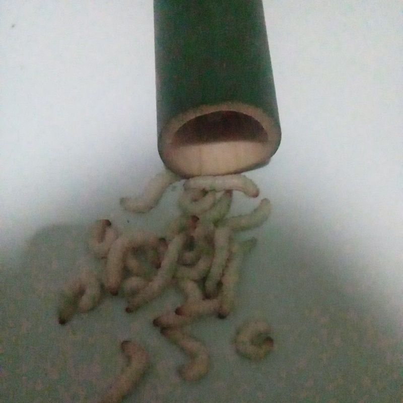cankilung/ulat/bambu/buat/umpan/mancingnya/pankan/burung/isi/pr/ruas/50/ekor