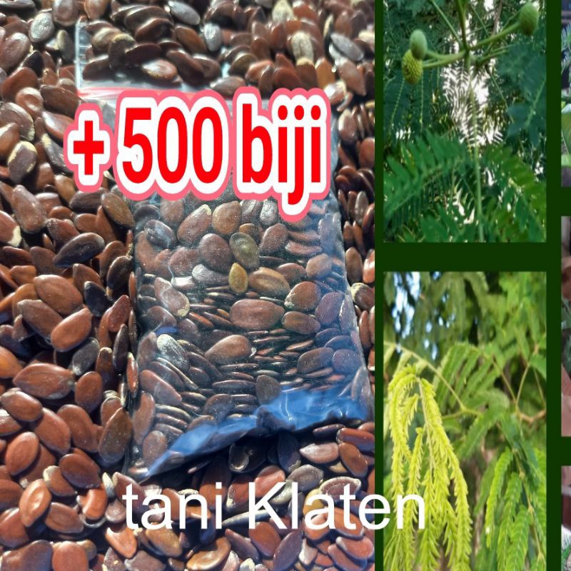 Benih Lamtoro Biji Lamtoro Super