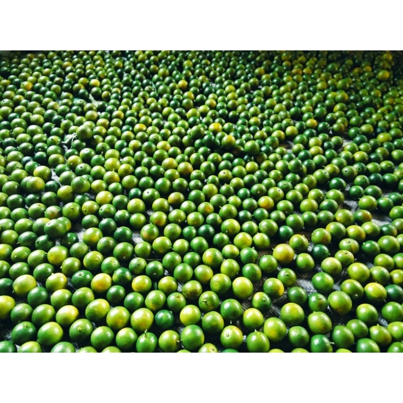 

jeruk sonkit/jeruk kasturi/ jeruk kunci