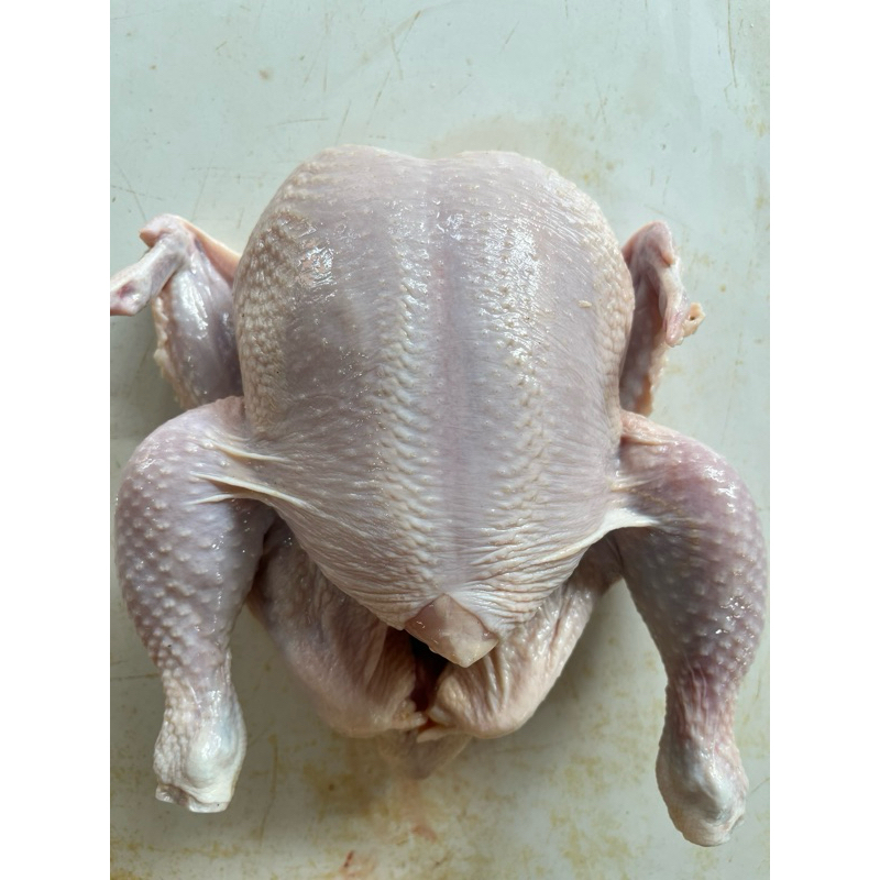 

ayam segar