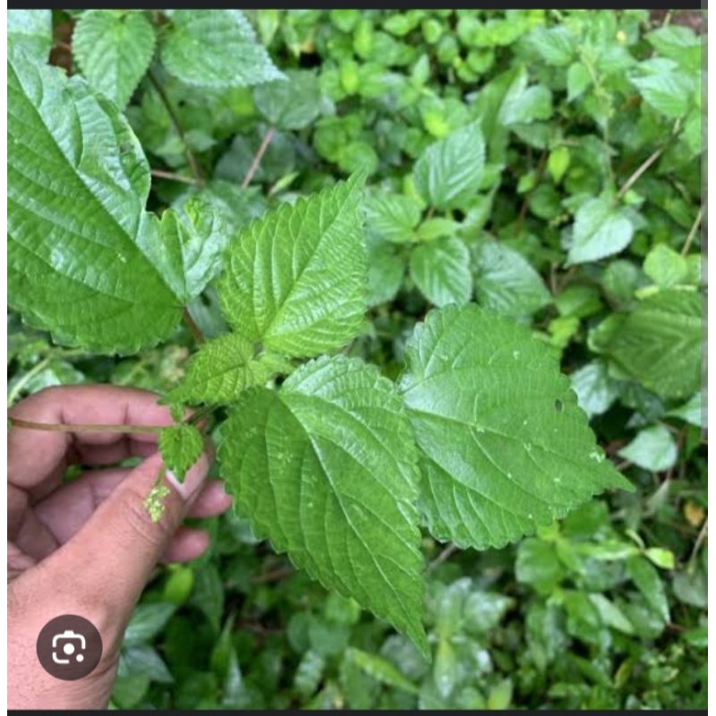 

Jual Daun jelatang daun Gatal atau daun pulus segar fres 100 gram