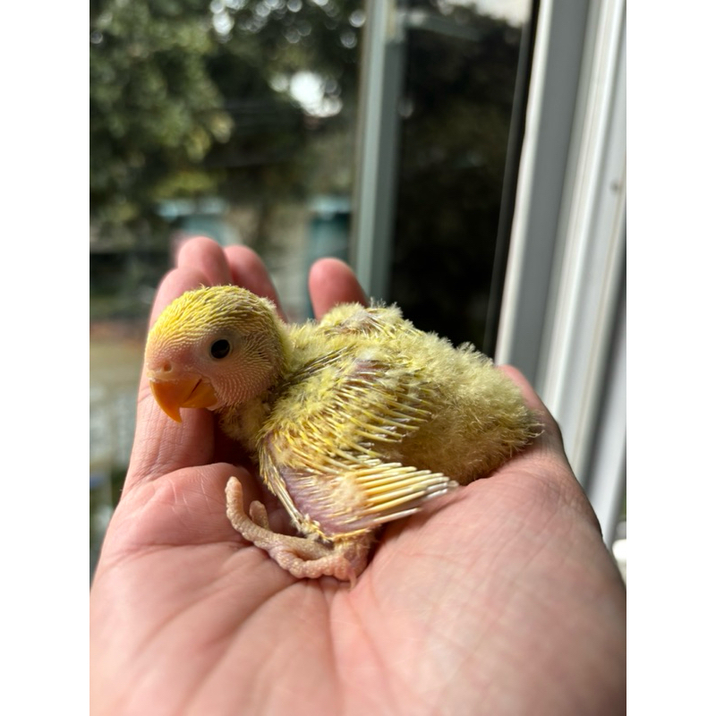 lolohan lovebird nonklep / lovebird jinak