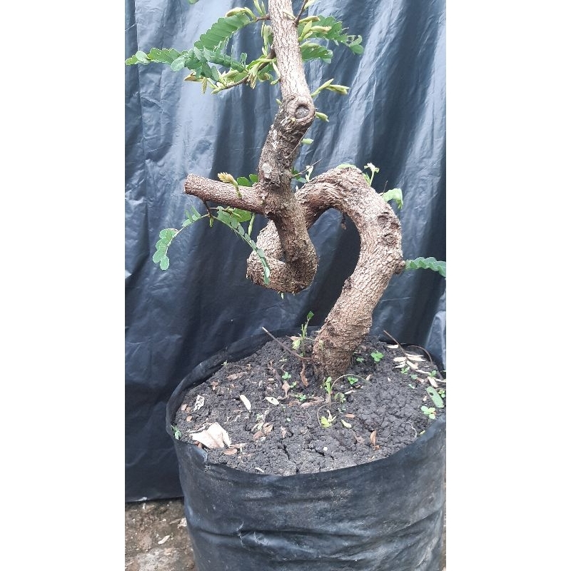 bahan bonsai asam jawa plintir besar dari biji