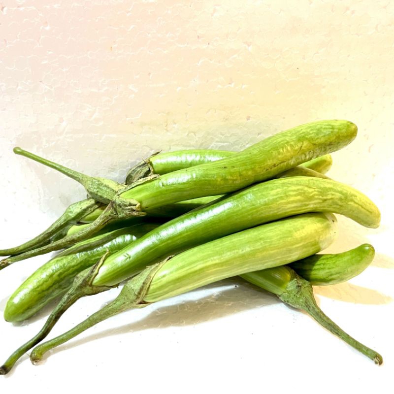 

Terong telunjuk