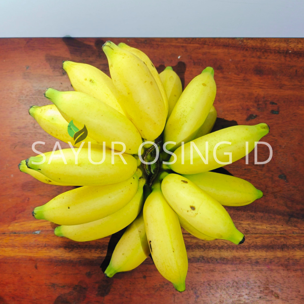 

PISANG ULIN/BERLIN 1 SISIR