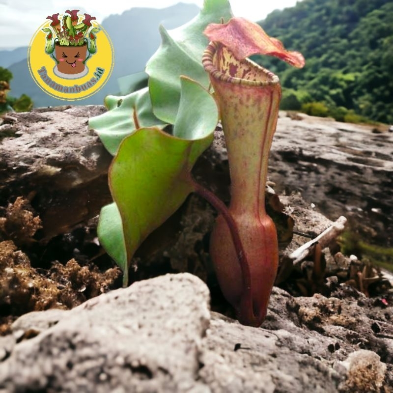 Tanaman Kantong Semar Nepenthes clipeata