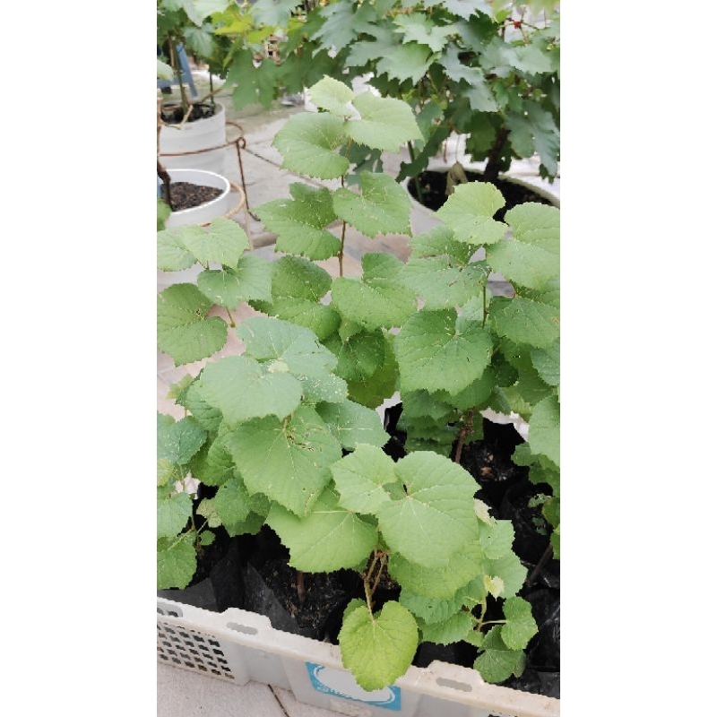 Rootstock Import Courderc 1613