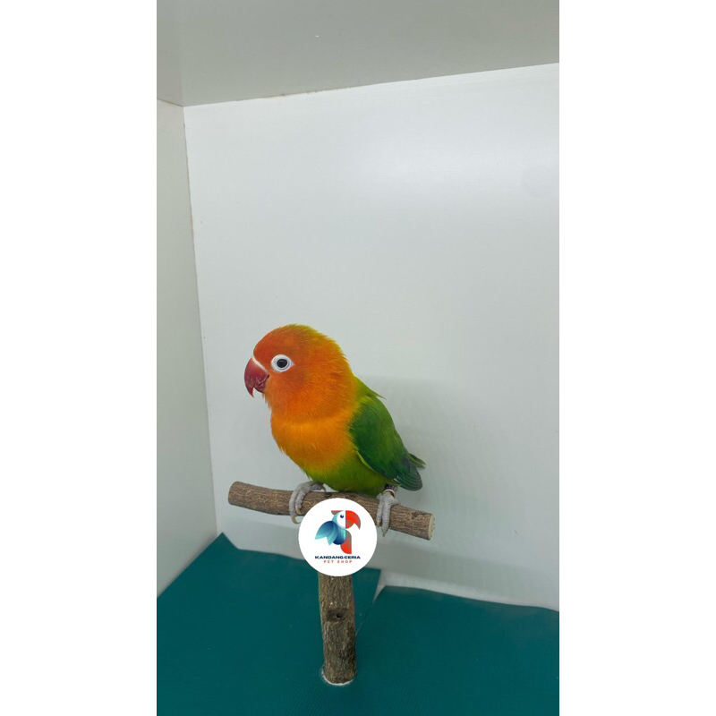 Burung Lovebird Biola Green