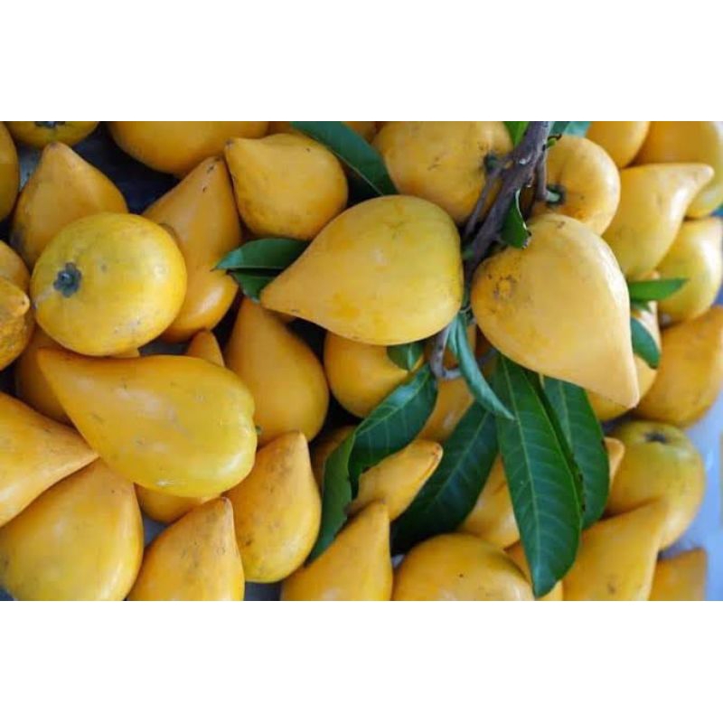 

Sawo belanda 1 kg - Fresh Enak Dan Manis