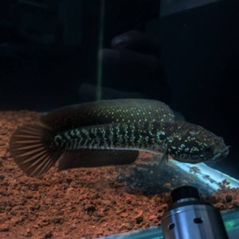 cana asiatica white spot