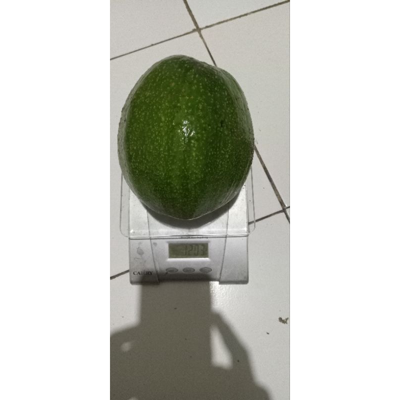 

alpukat kendil jumbo 1 kg bergaransi matang