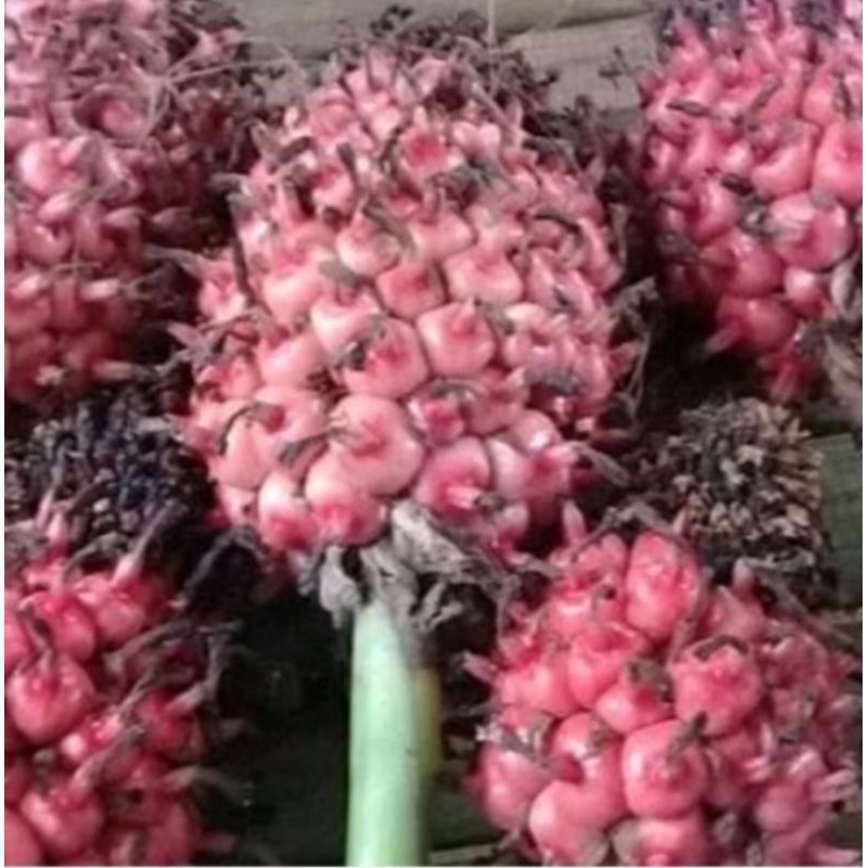 

Buah honje kecomrang 1 kilo