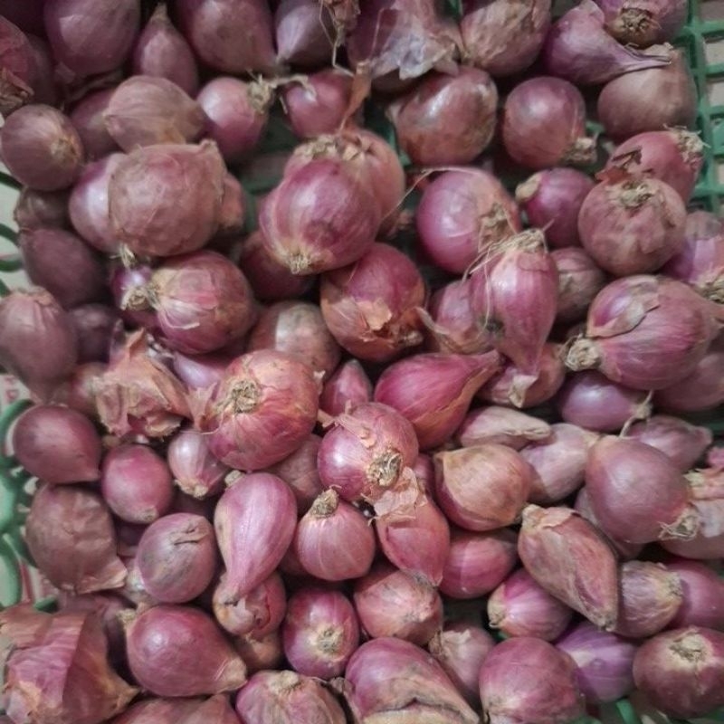 

bawang merah sindoro