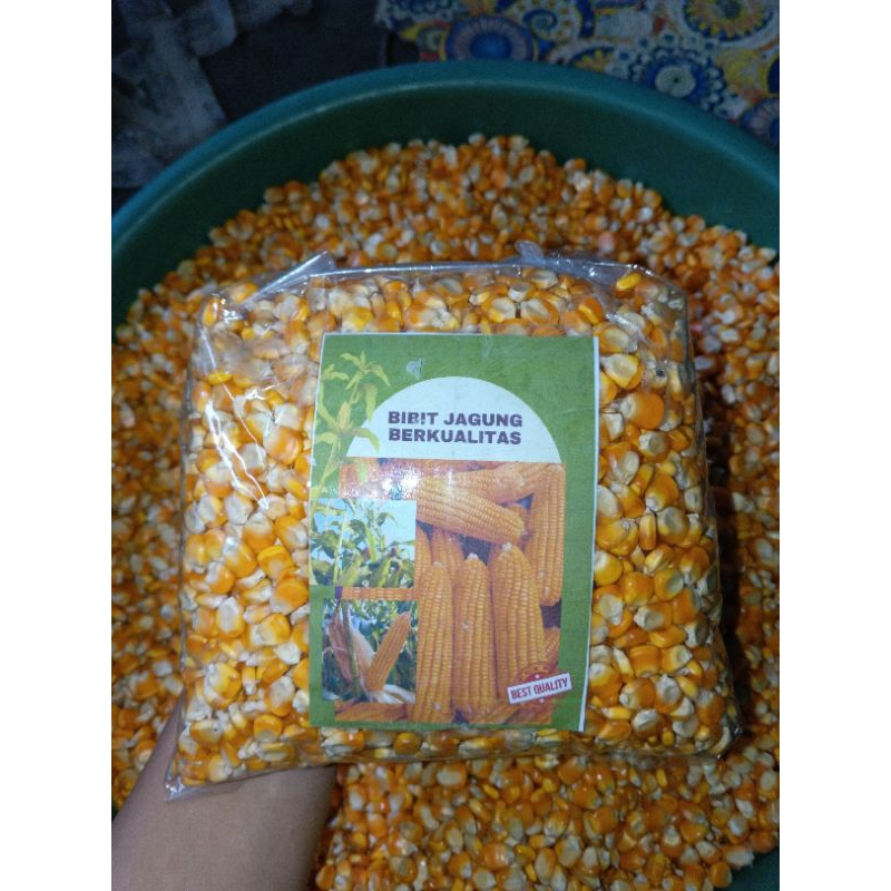 Bibit jagung hibrida berkualitas bibit super per 1 kg