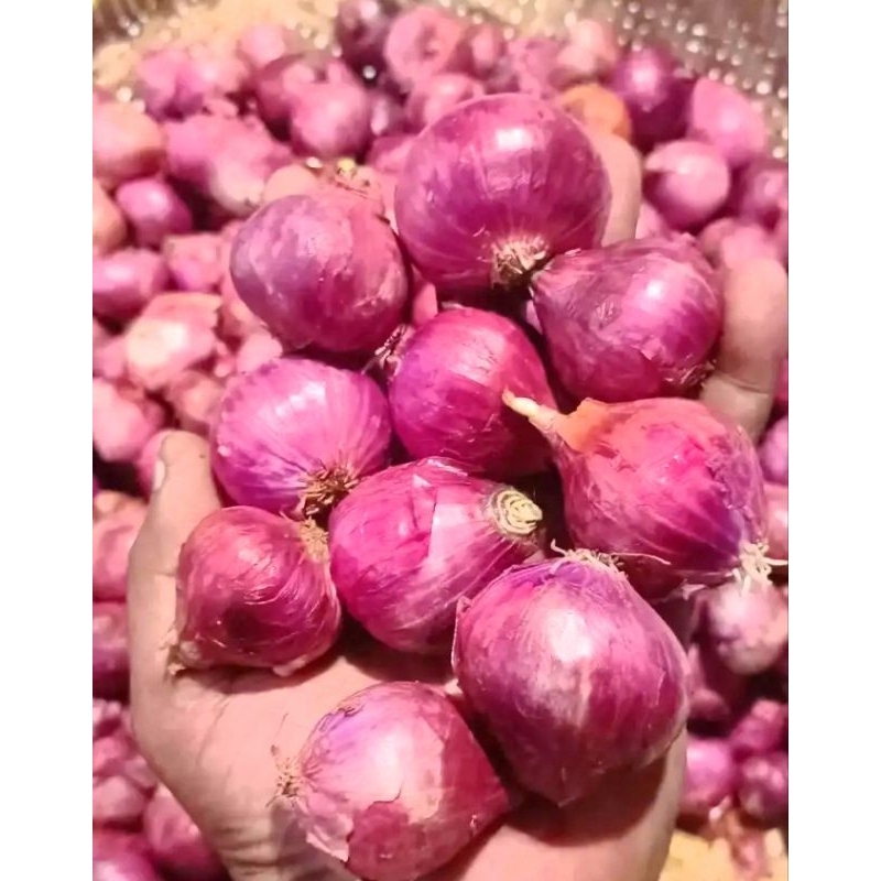 

bawang merah murah 1kg