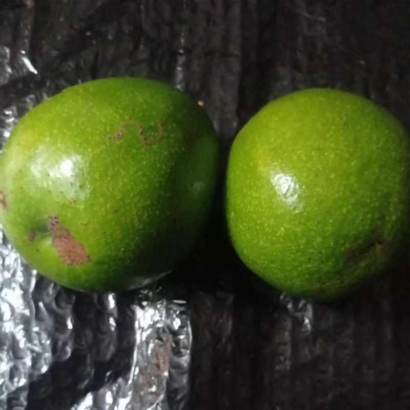 

alpukat bulat