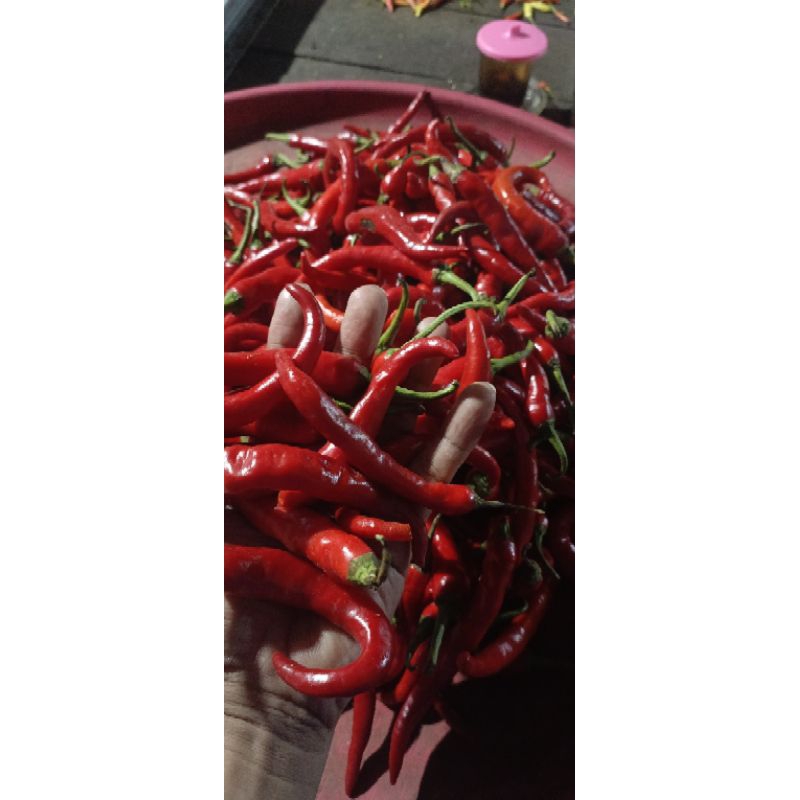 

cabe / cabai merah kriting 250gram