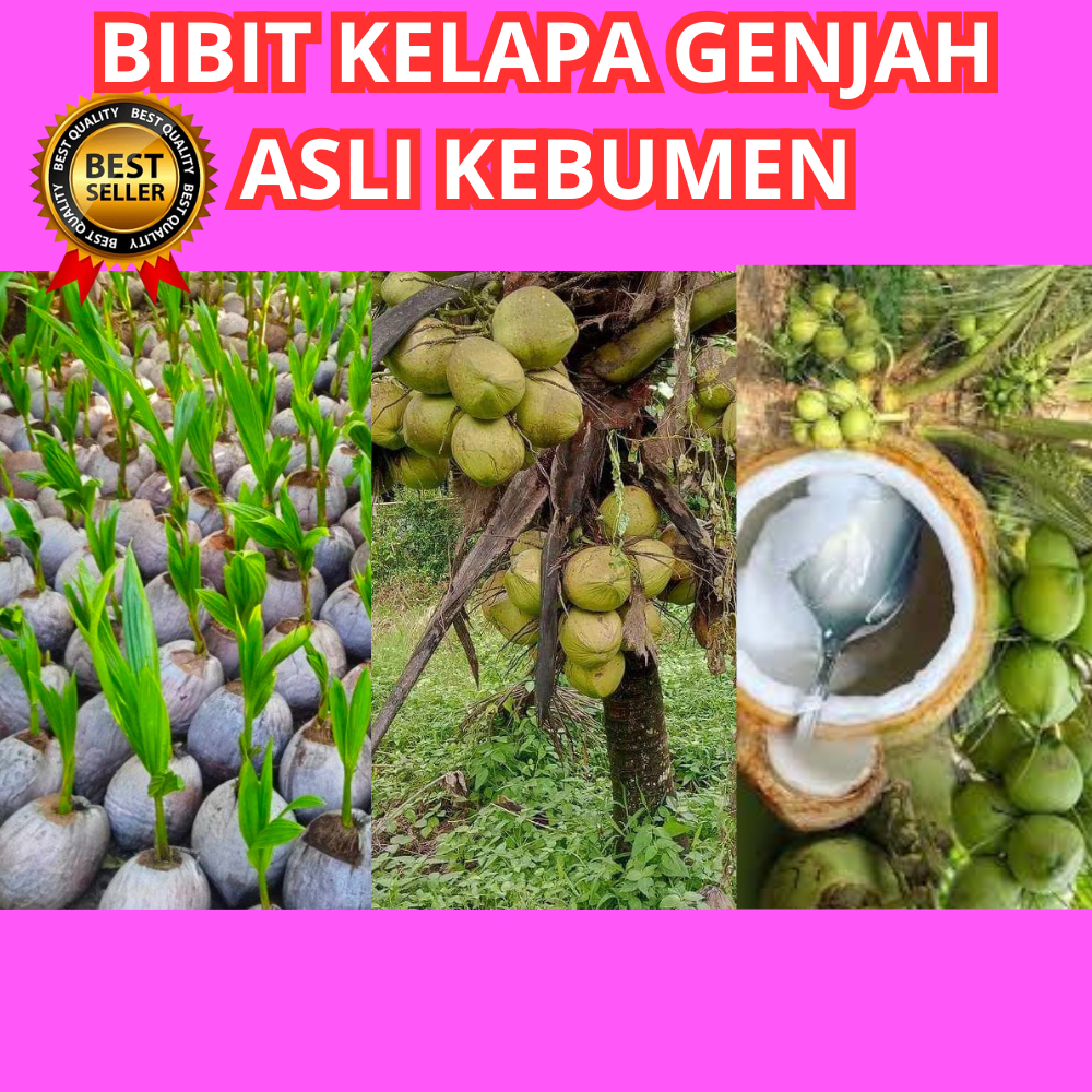 ANTI LAYU  Bibit Kelapa Genjah Entok Besar, Bibit Kelapa Genjah Entok Baso