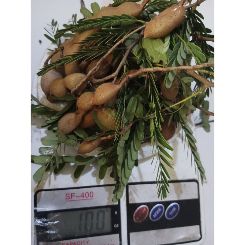 

Cempaluk/Buah Asam Muda Segar Petik Langsung 100 g.