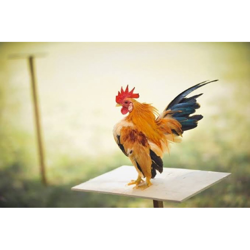 

TELUR FERTIL AYAM SERAMA UNTUK DI TETASKAN