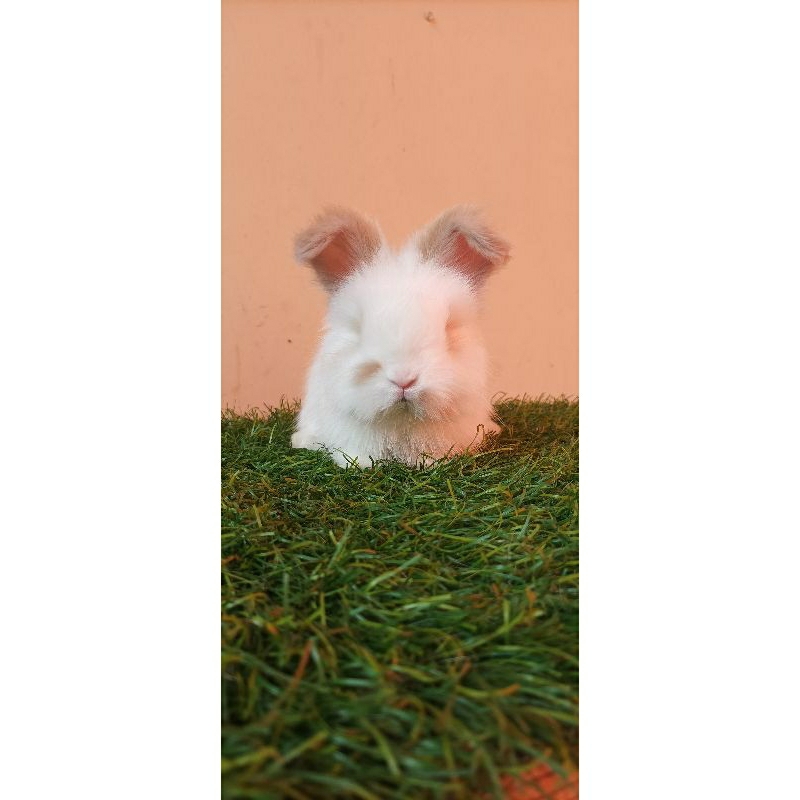 Sapihan Kelinci English Anggora