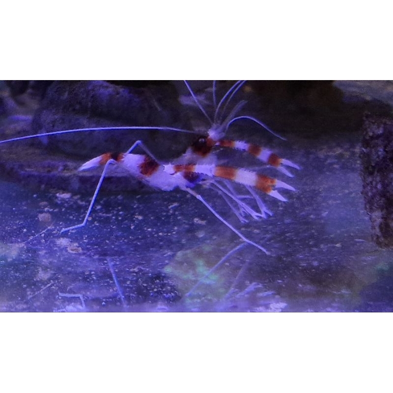 Udang Laut MP Udang Hidup